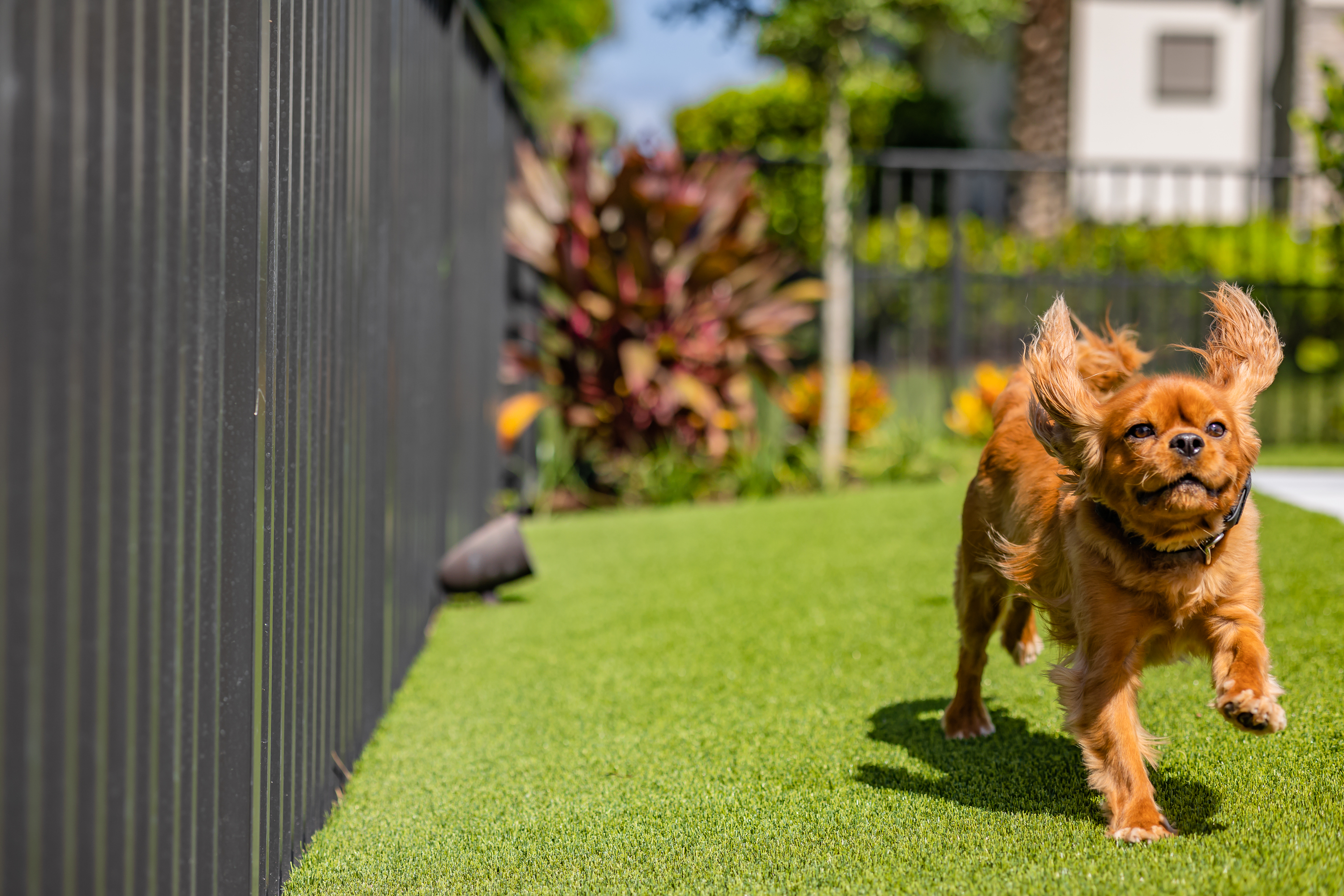 Fencing with Dog Protection