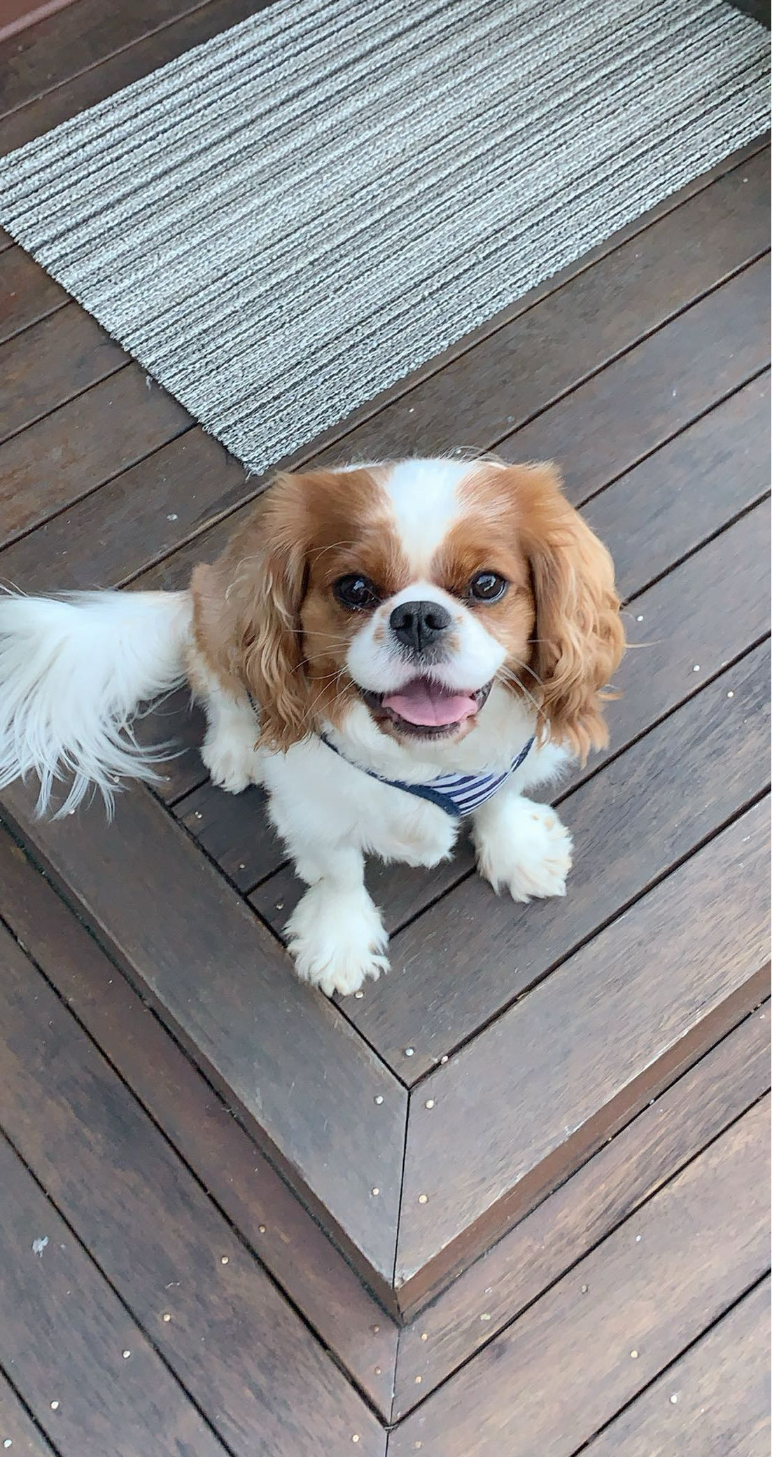 Billy, a beloved dog that inspired our mission to protect Australian pets