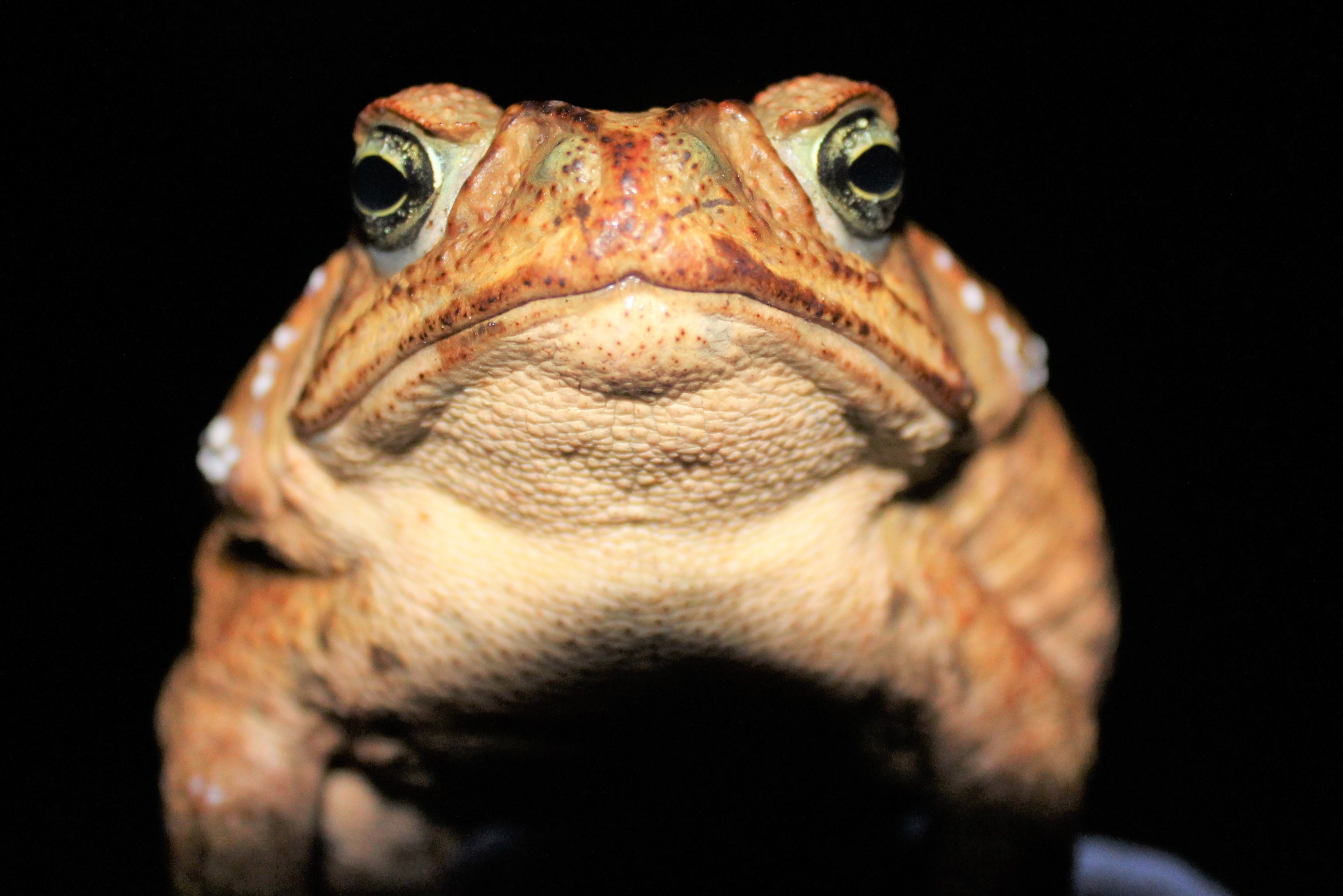 Close-up Cane Toad Identification