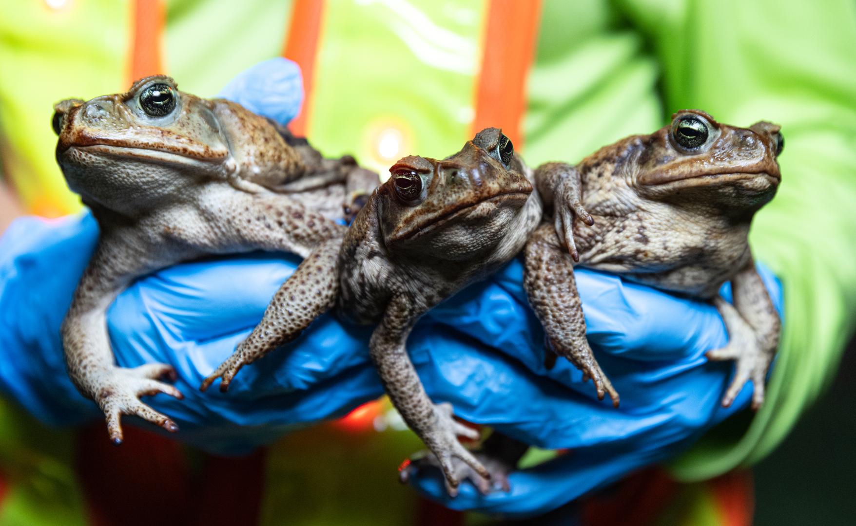 Multiple cane toads showing their invasive presence