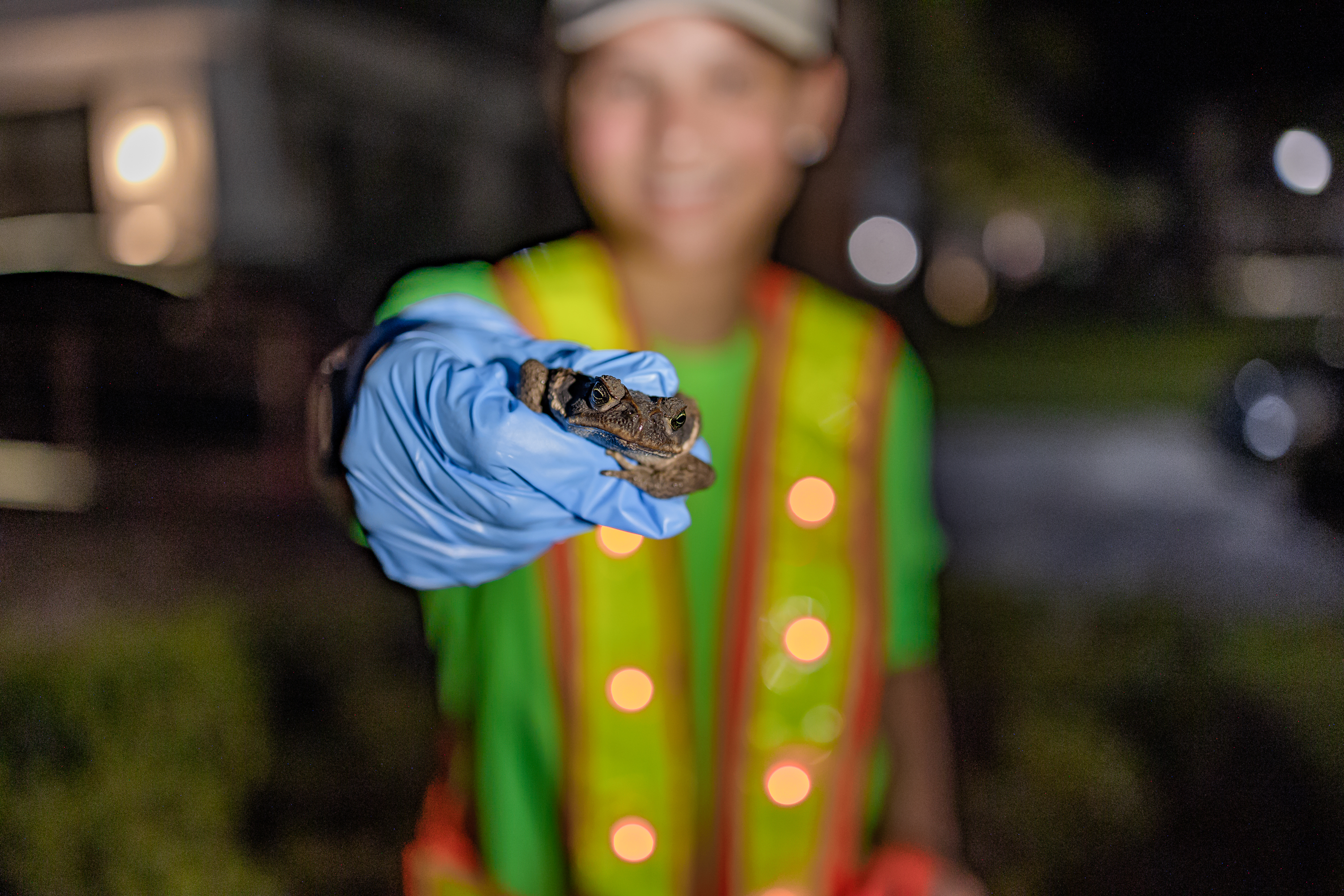 Cane toad showing typical size and coloring