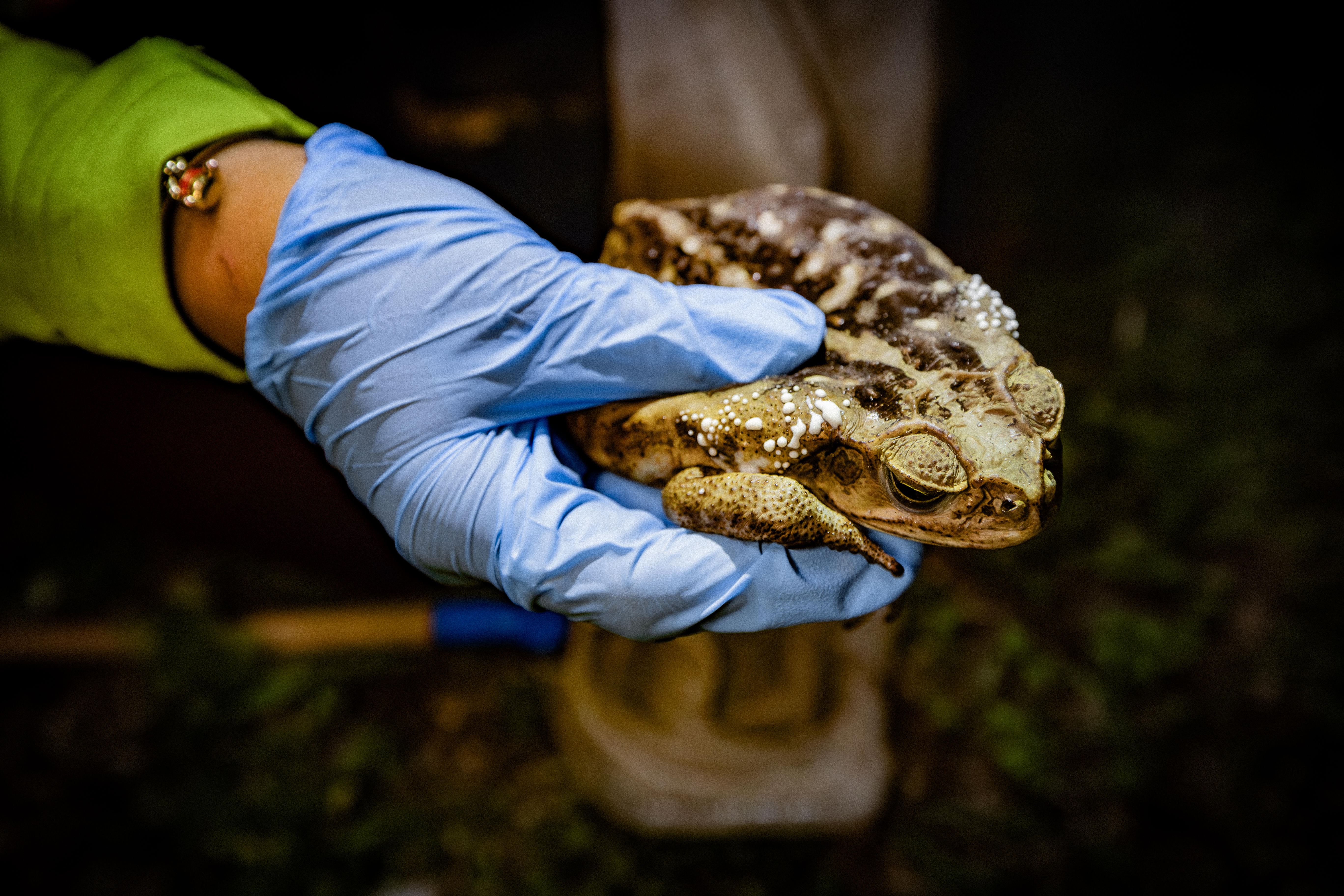 Dangerous cane toad