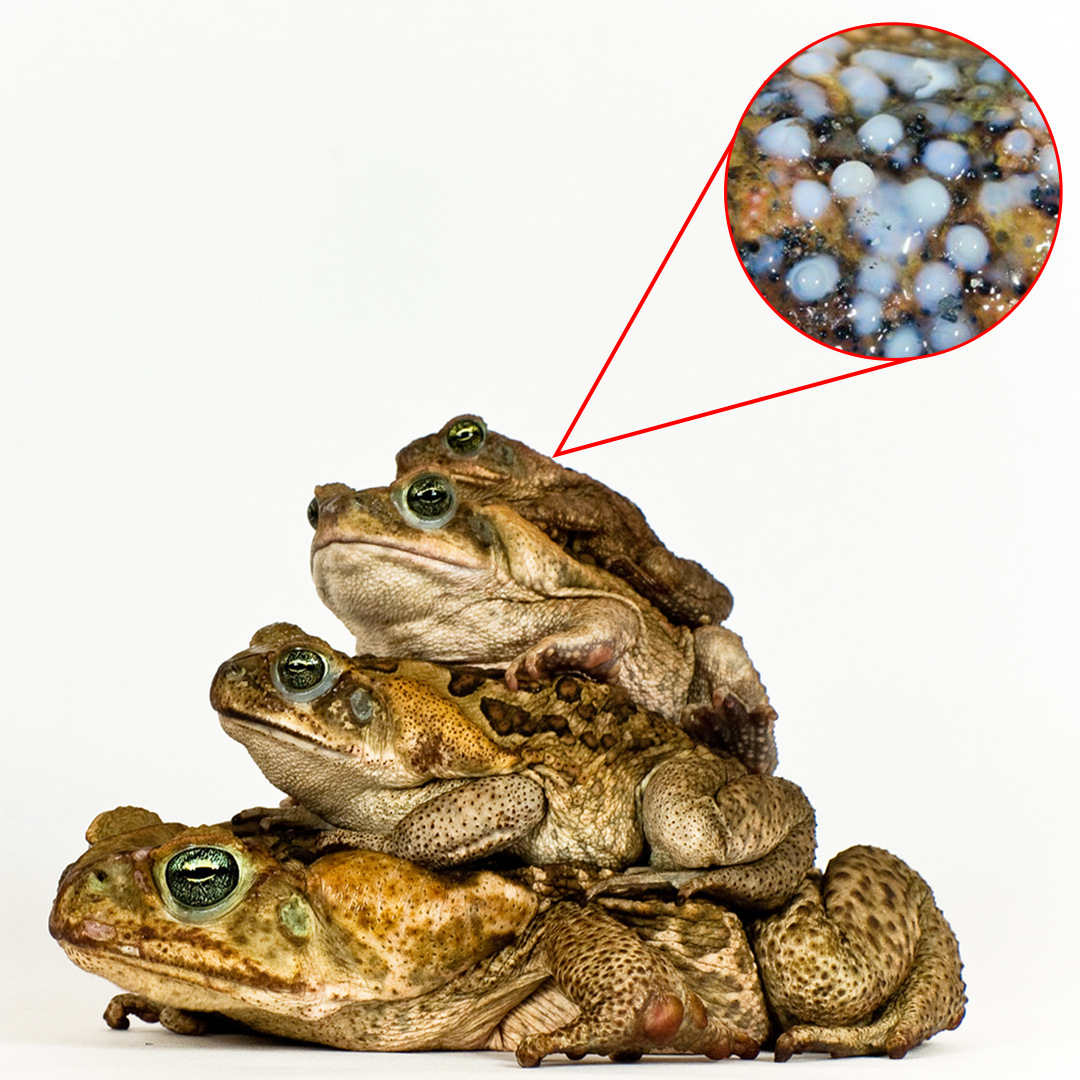 Scientific research on cane toad toxins